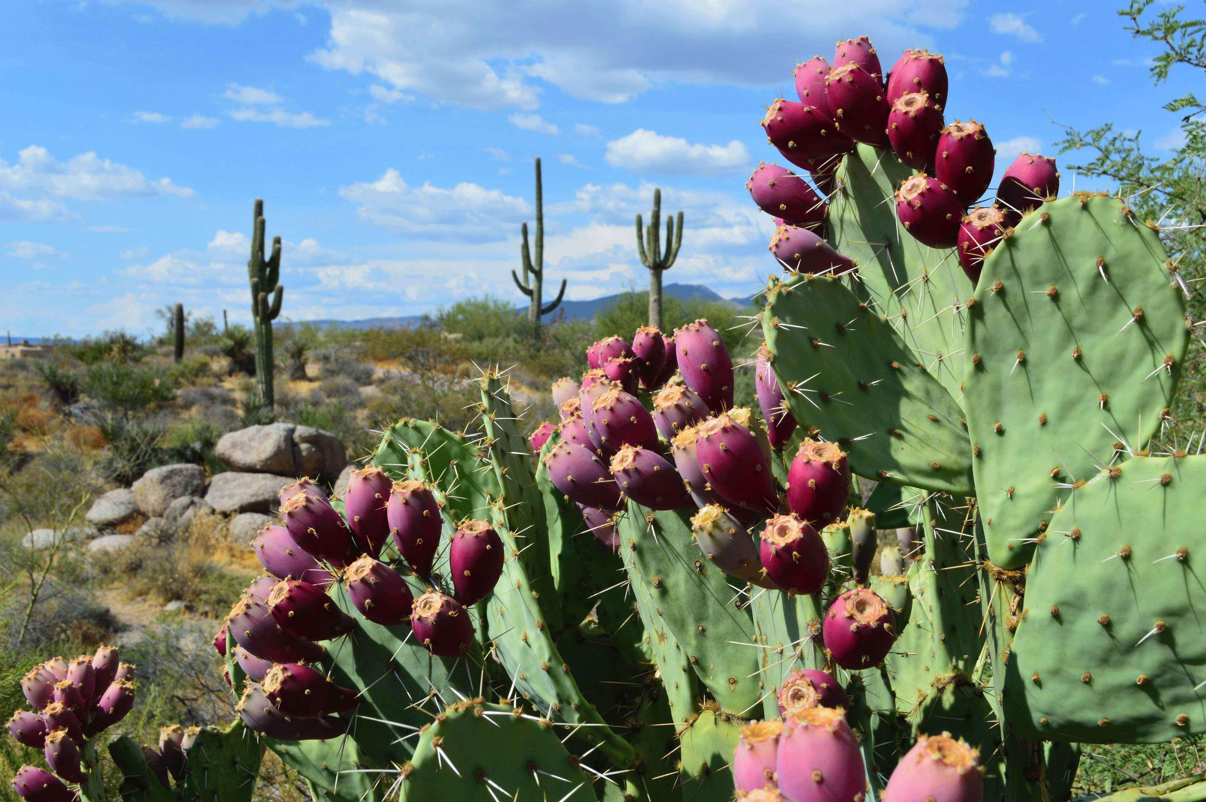 Boulders & Spa Scottsdale, Curio Collection By Hilton Resort 4*